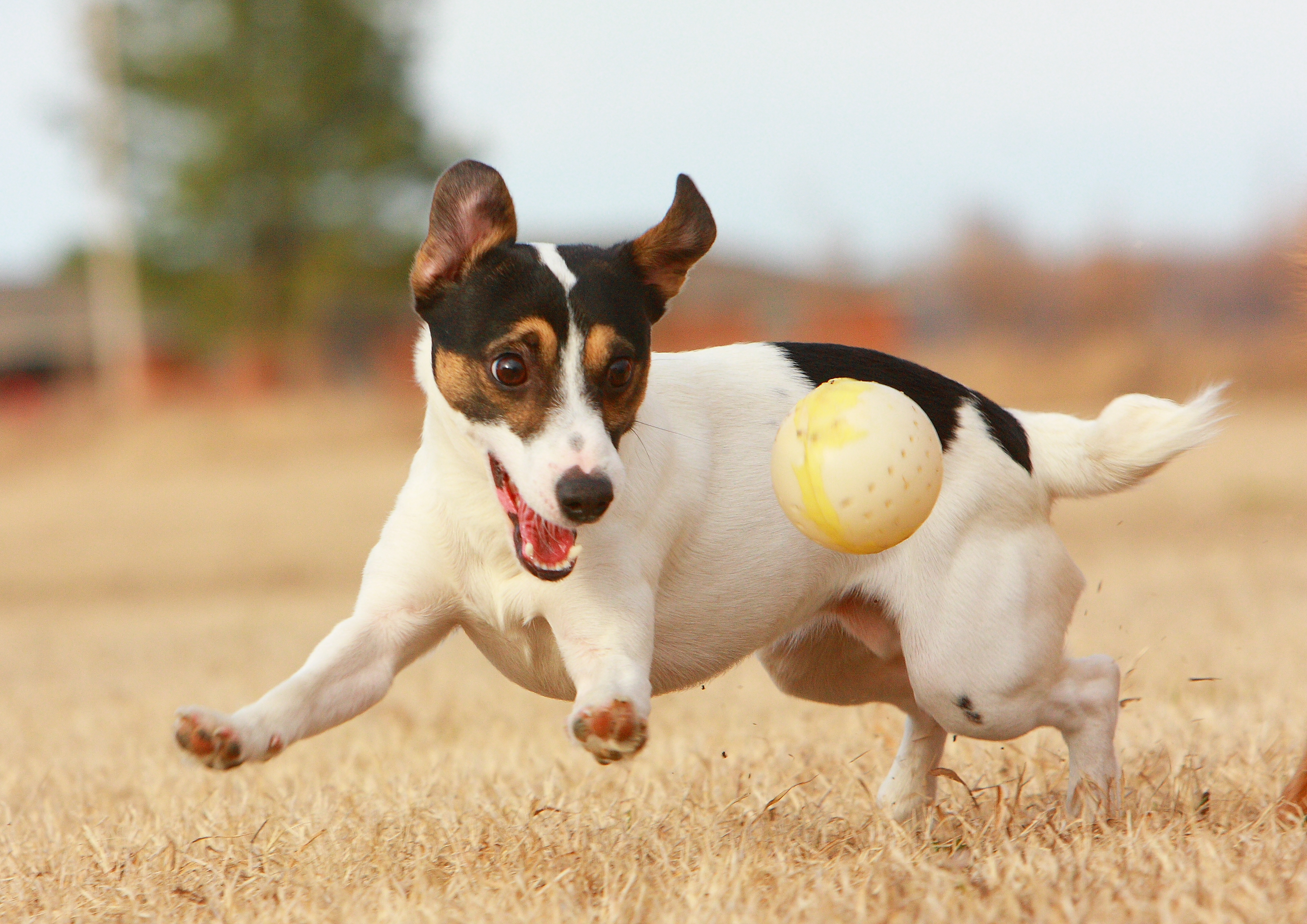 Jack Russell Terrier with ball.