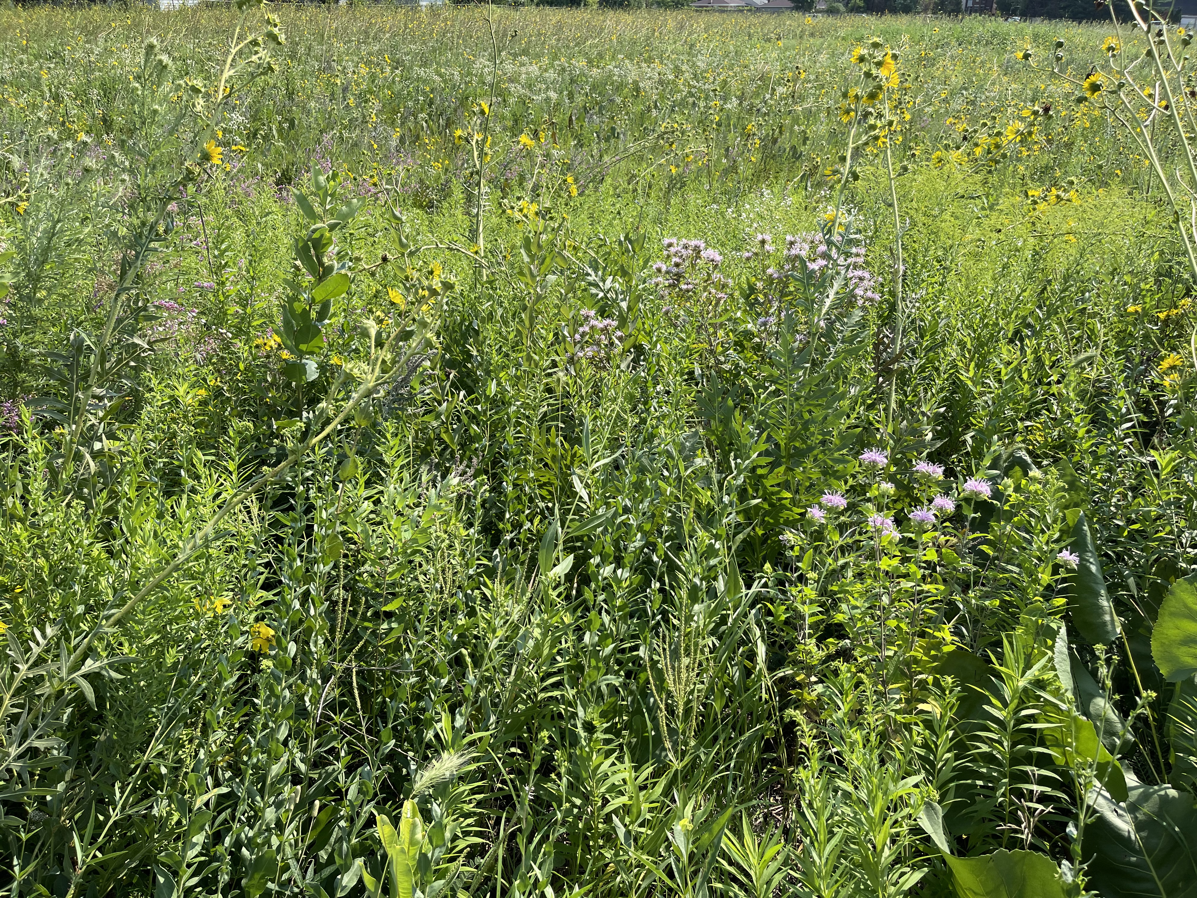 CHANGES ON THE WESTERN FRONTIER. Great Plains- the grassland