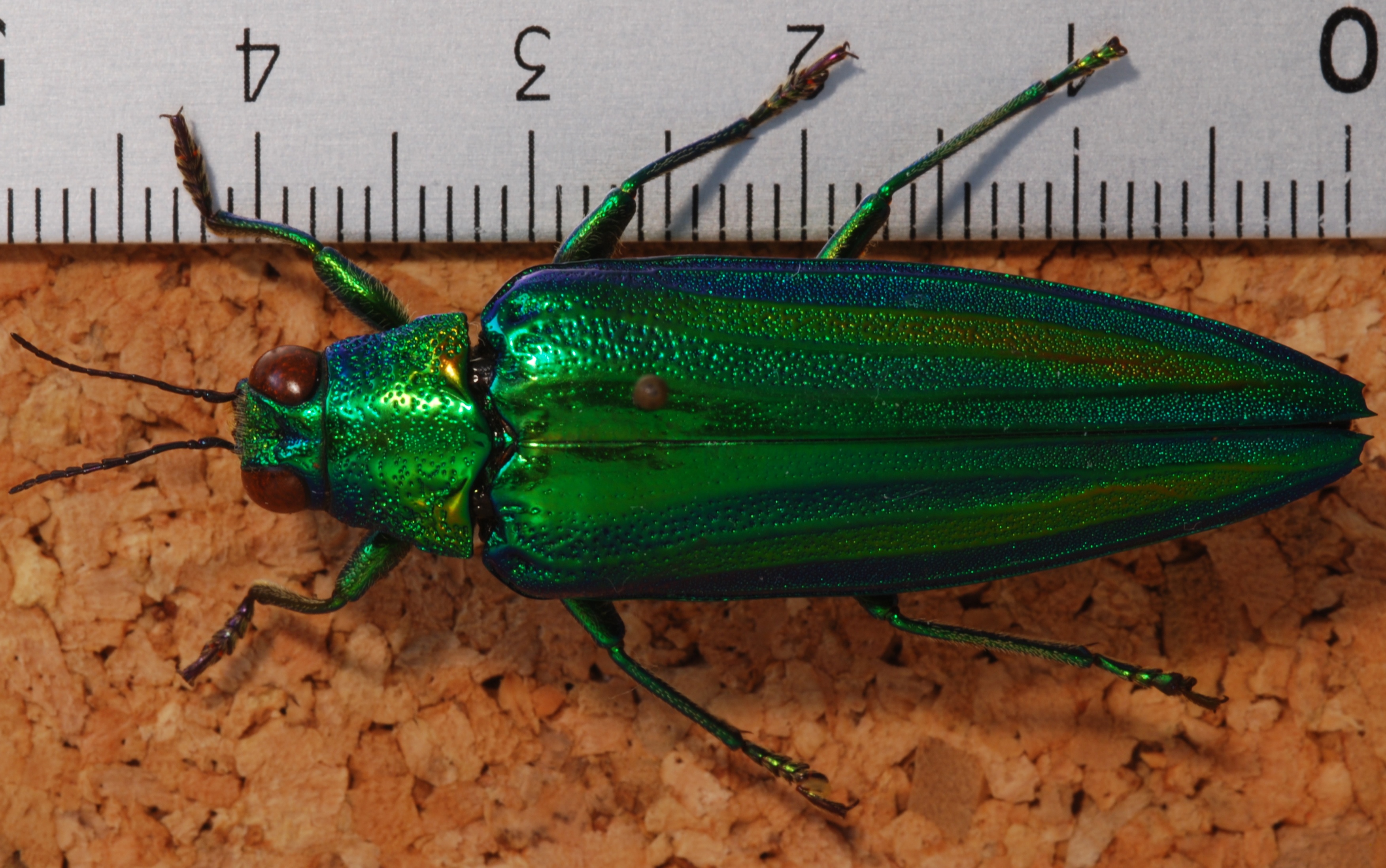 Jewel Beetle (Chrysochroa vittata) (8258130248).jpg