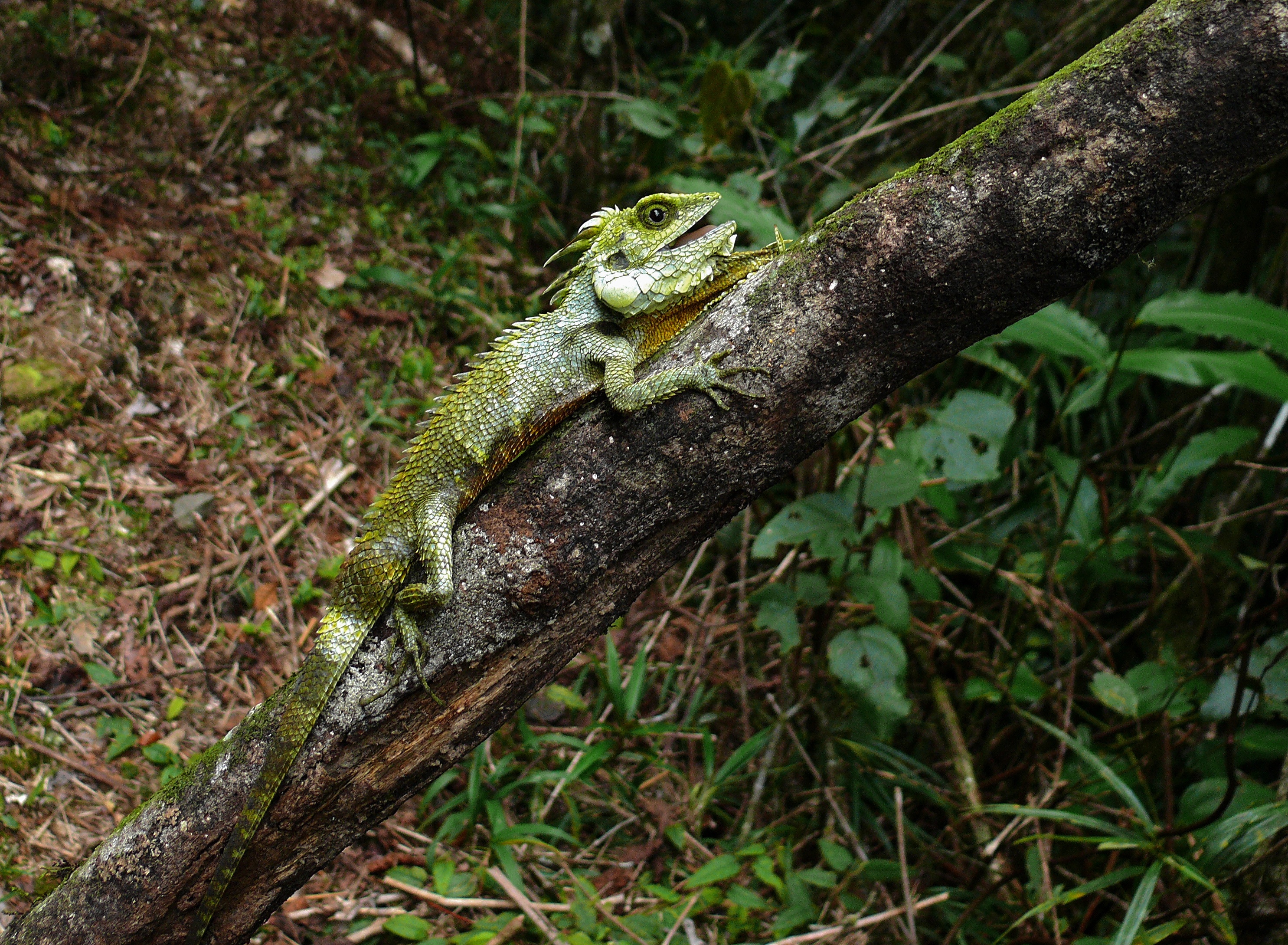 Kinabalu Crested Dragon (Hypsicalotes kinabaluensis) male (6679646239).jpg