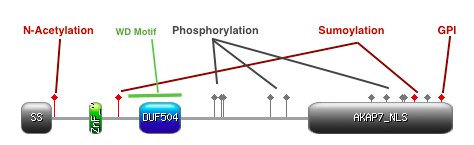 PTM, domain, and motif schematic of LENG9 gene. LENG9 Motif-Domain.png