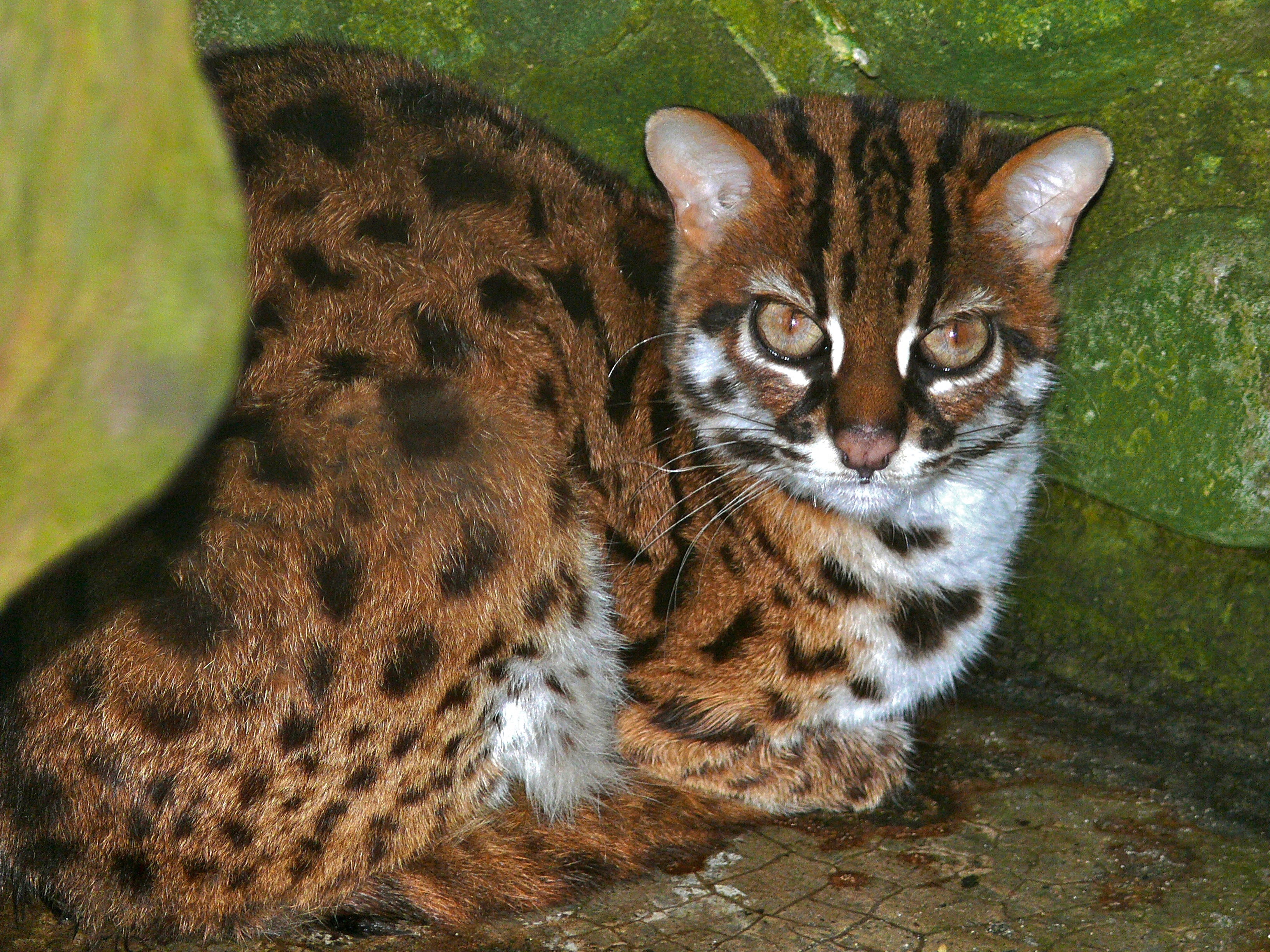 Leopard_Cat_%28Prionailurus_bengalensis_