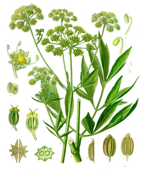 File:Levisticum officinale - Köhler–s Medizinal-Pflanzen-217.jpg