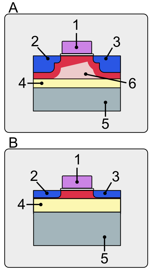 lymphocyte differentiation recognition and