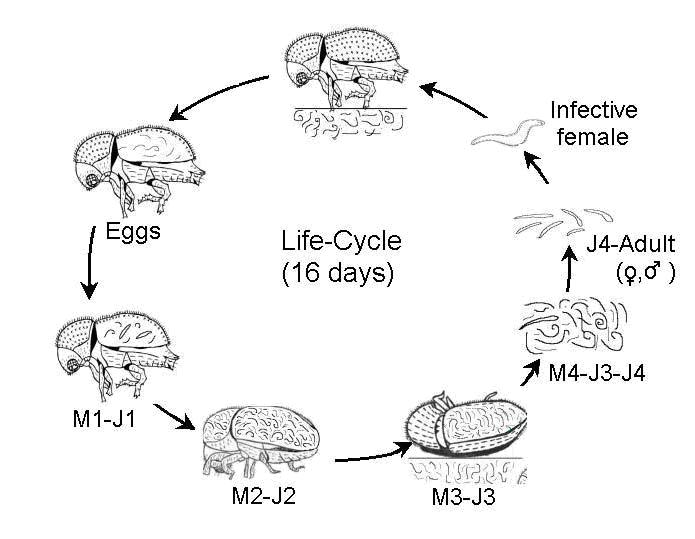 File:M hypothenemi life cycle.JPG