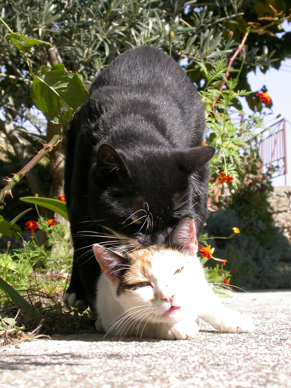 cats mating drawing