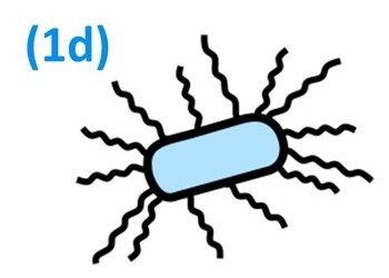 File:Motility cartoon type 1d.jpg