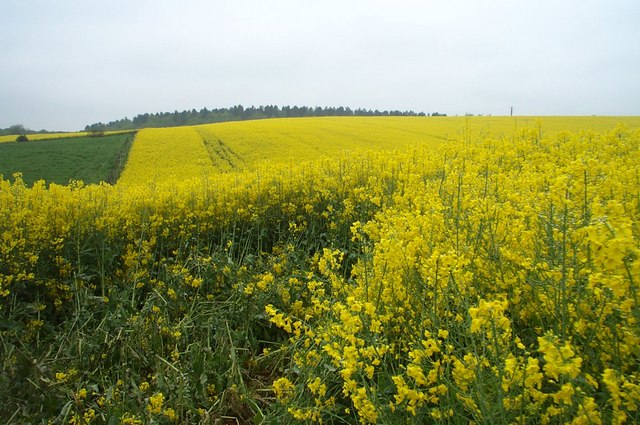 File:Oil Seed Rape field - geograph.org.uk - 169445.jpg