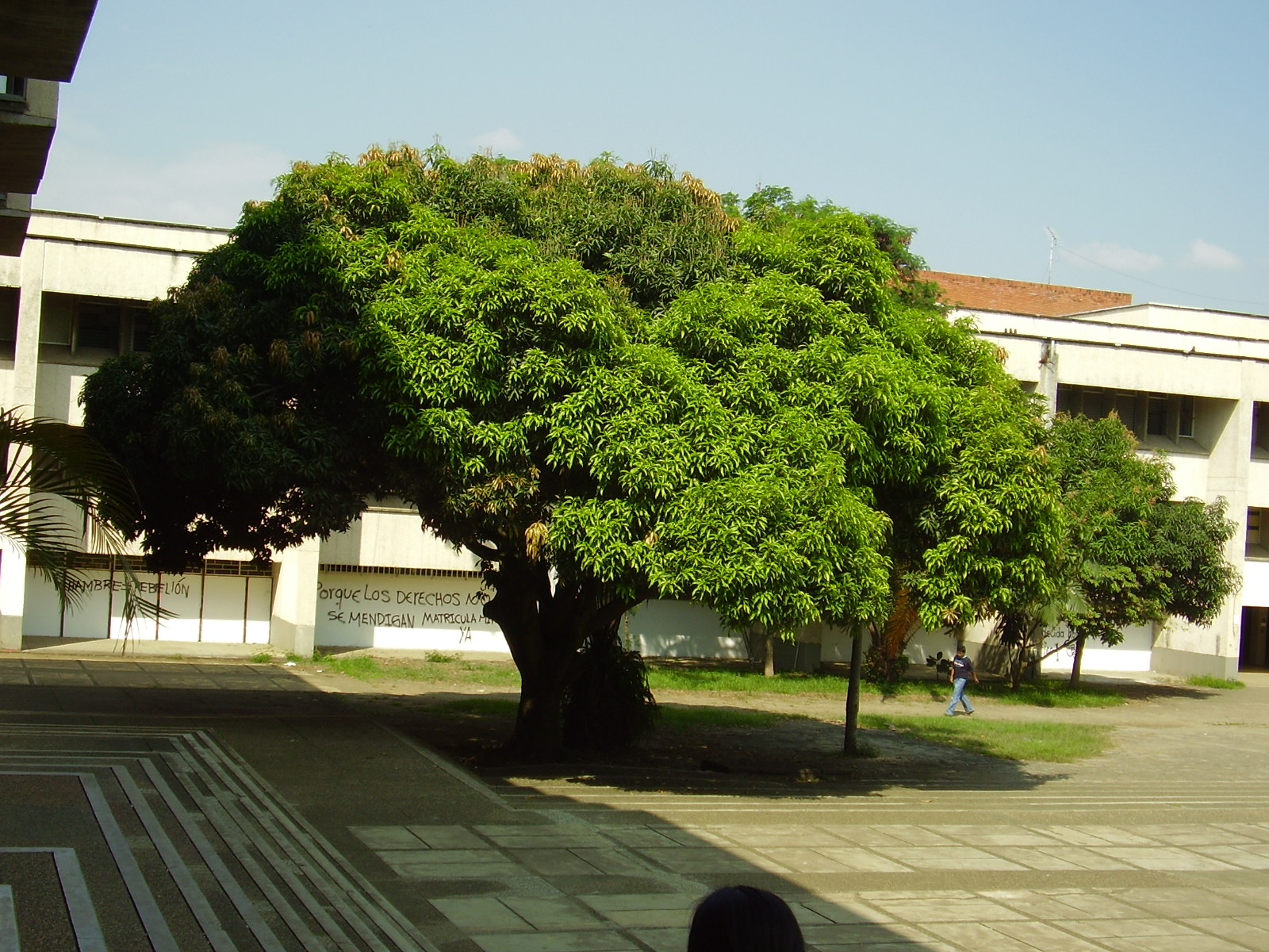 Entre la Biblioteca Mario Carvajal y la Facultad de Ciencias.