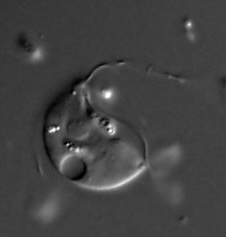 <i>Paratrimastix pyriformis</i> Species of protists