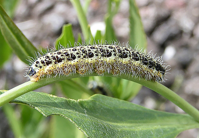 File:Pieris brassicae caterpillar.jpg