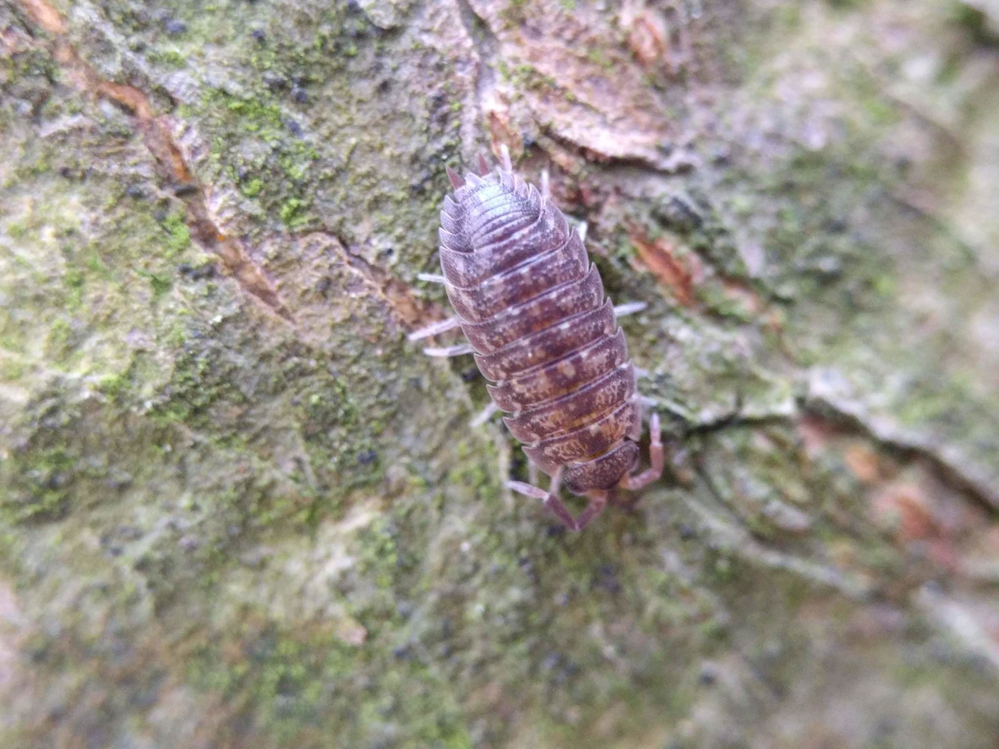 Скабер восход солнцев 5. :Porcellio scaber - Wikimedia Commons. Porcellio scaber Ghost. Porcellio scaber Calico. Porcellio scaber Wild Type.