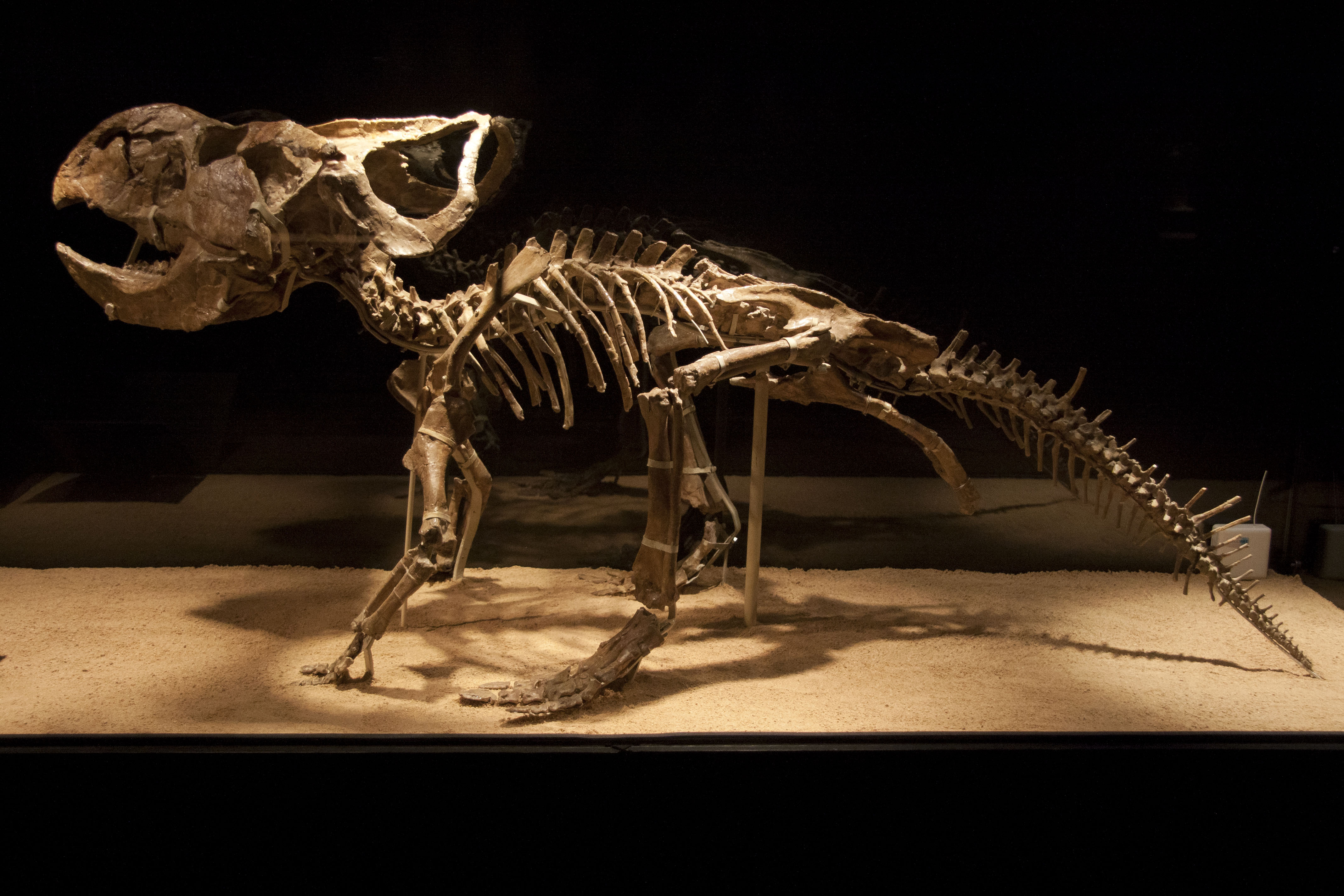 Protoceratops in Barcelona.jpg