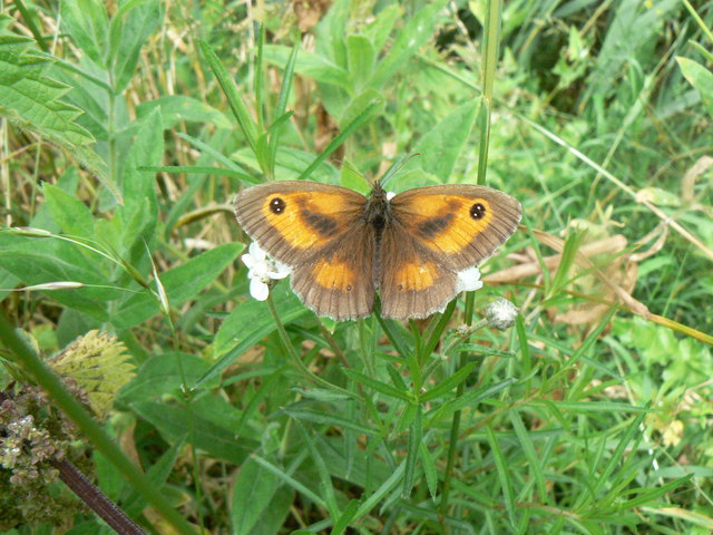 Pyronia tithonus - geograph.org.uk - 890387