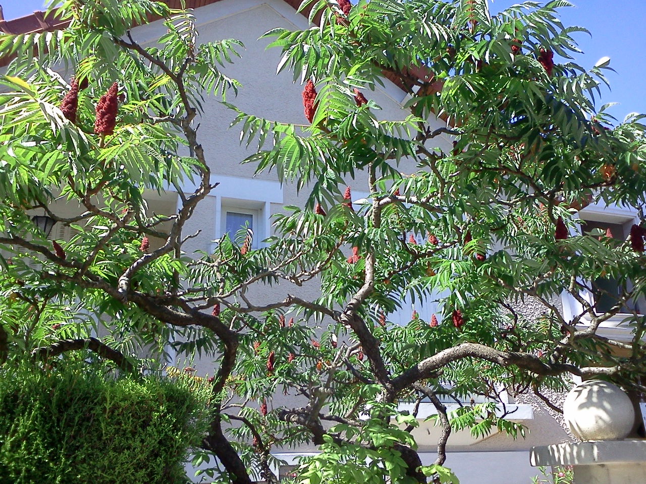 Le sumac de Virginie, ou vinaigrier : taille et entretien