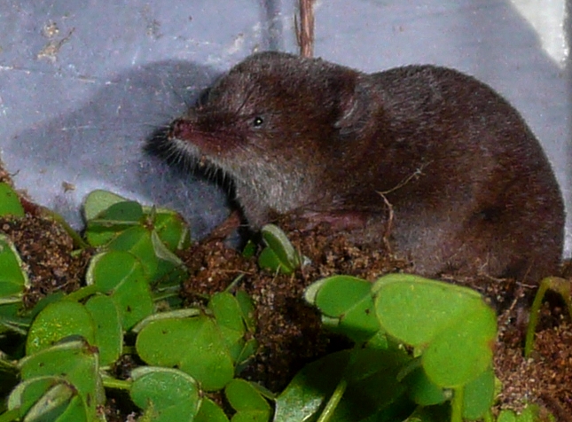 The average adult size of a Iberian shrew is  (0' 3