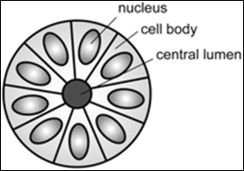 Structure of a rosette in pathology.jpg