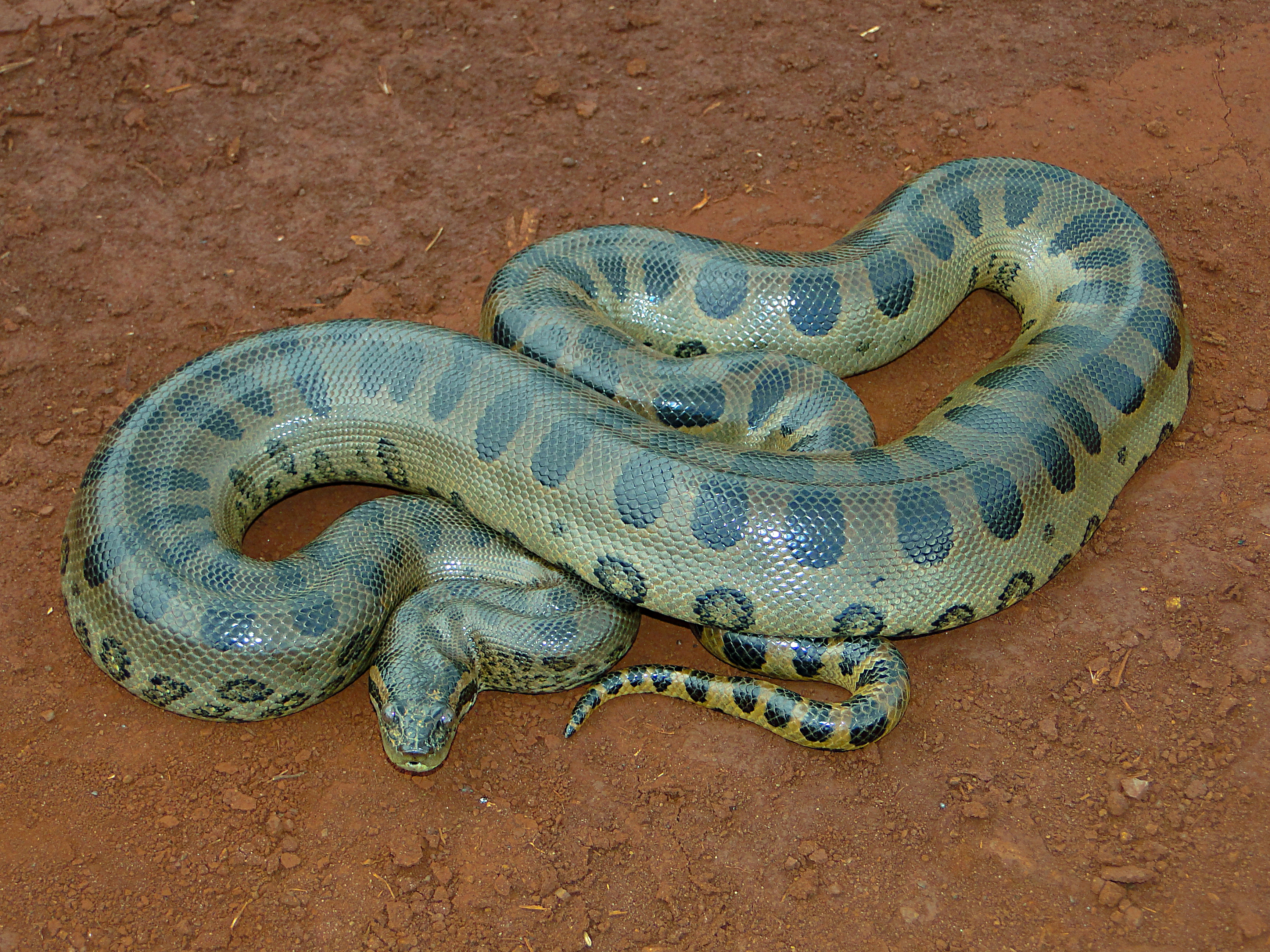 Green anaconda - Wikipedia