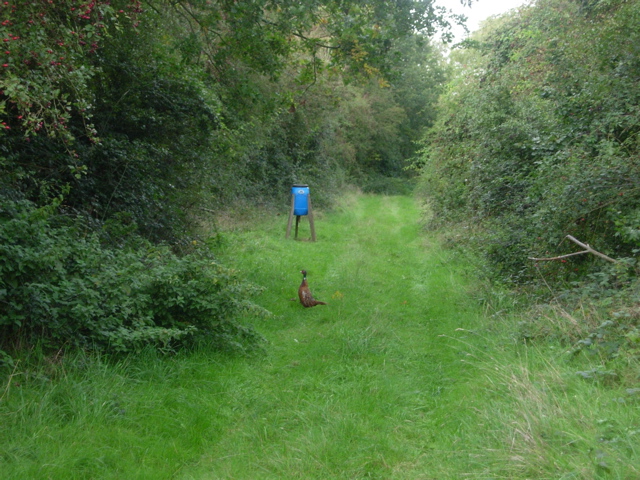 File:Surprised pheasant - geograph.org.uk - 258793.jpg