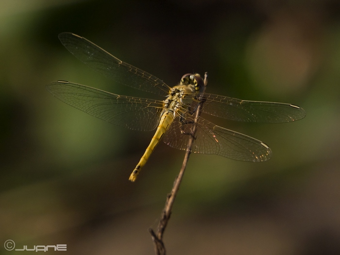 File:Sympetrum fonscolombii.♀ (3798437875).jpg