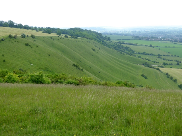 File:The scarp face of Westbury Hill - geograph.org.uk - 4994059.jpg