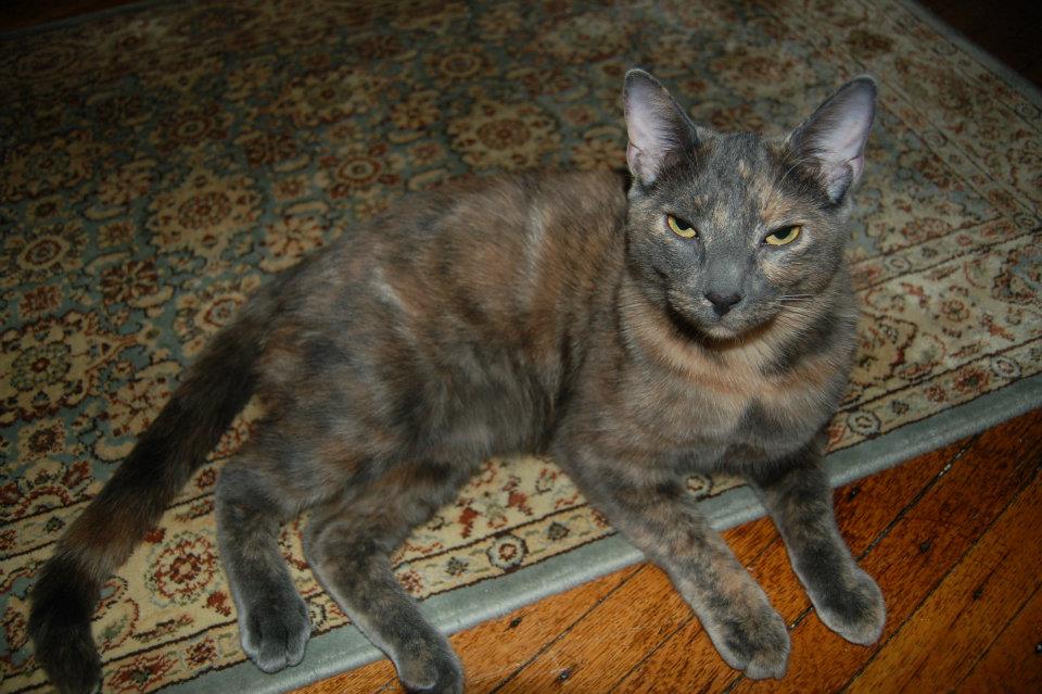 Tortoiseshell cat - Wikipedia