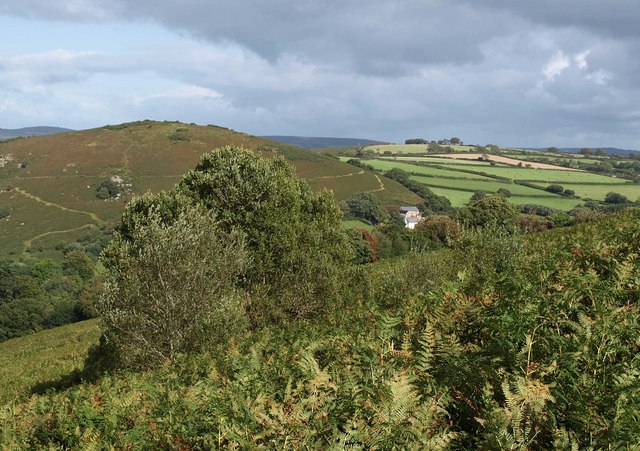 File:Trees on Meldon Hill - geograph.org.uk - 1478743.jpg