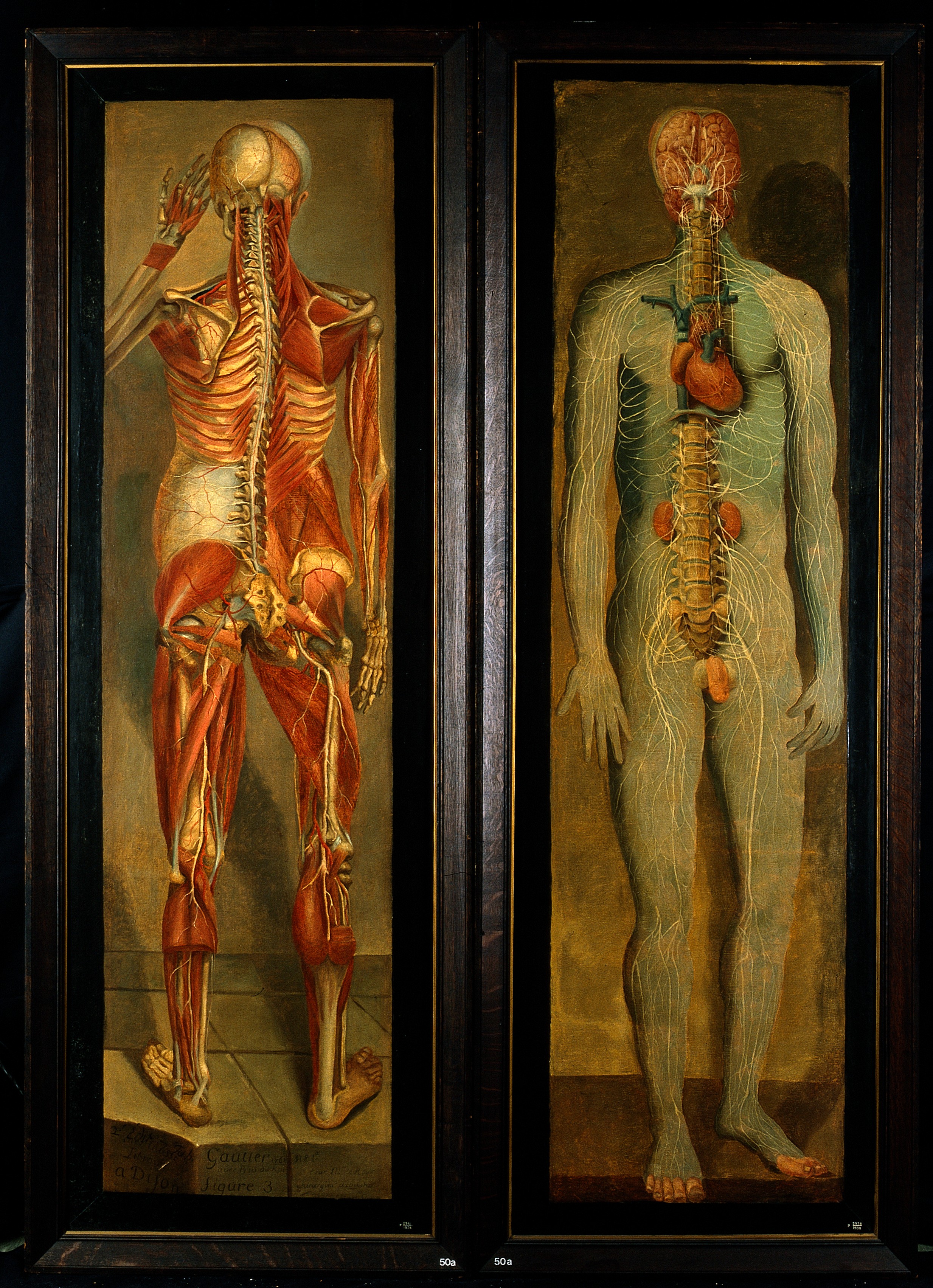Половые органы человека гермафродита. Анатомическая живопись. Анатомическая картина человека. Анатомические картины маслом. Культ человеческого тела в искусстве.