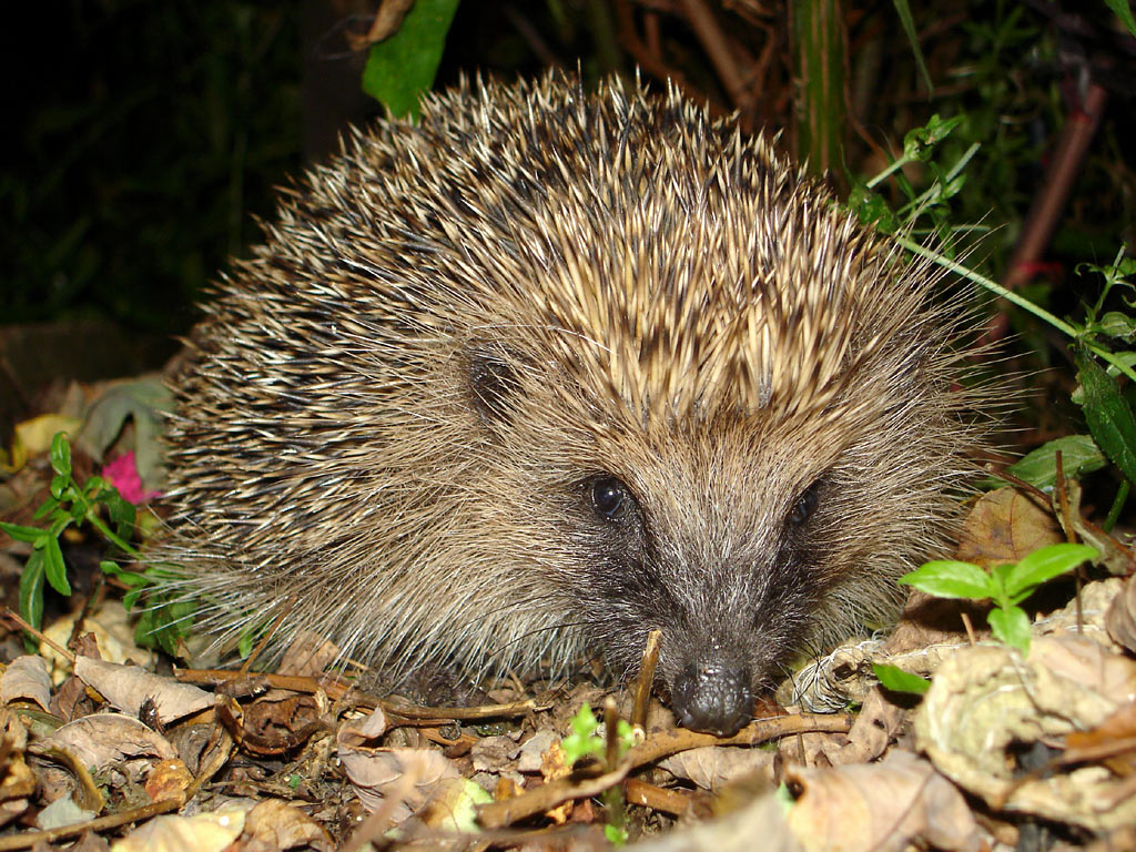 file-tygertyger-hedgehog-jpg-wikipedia