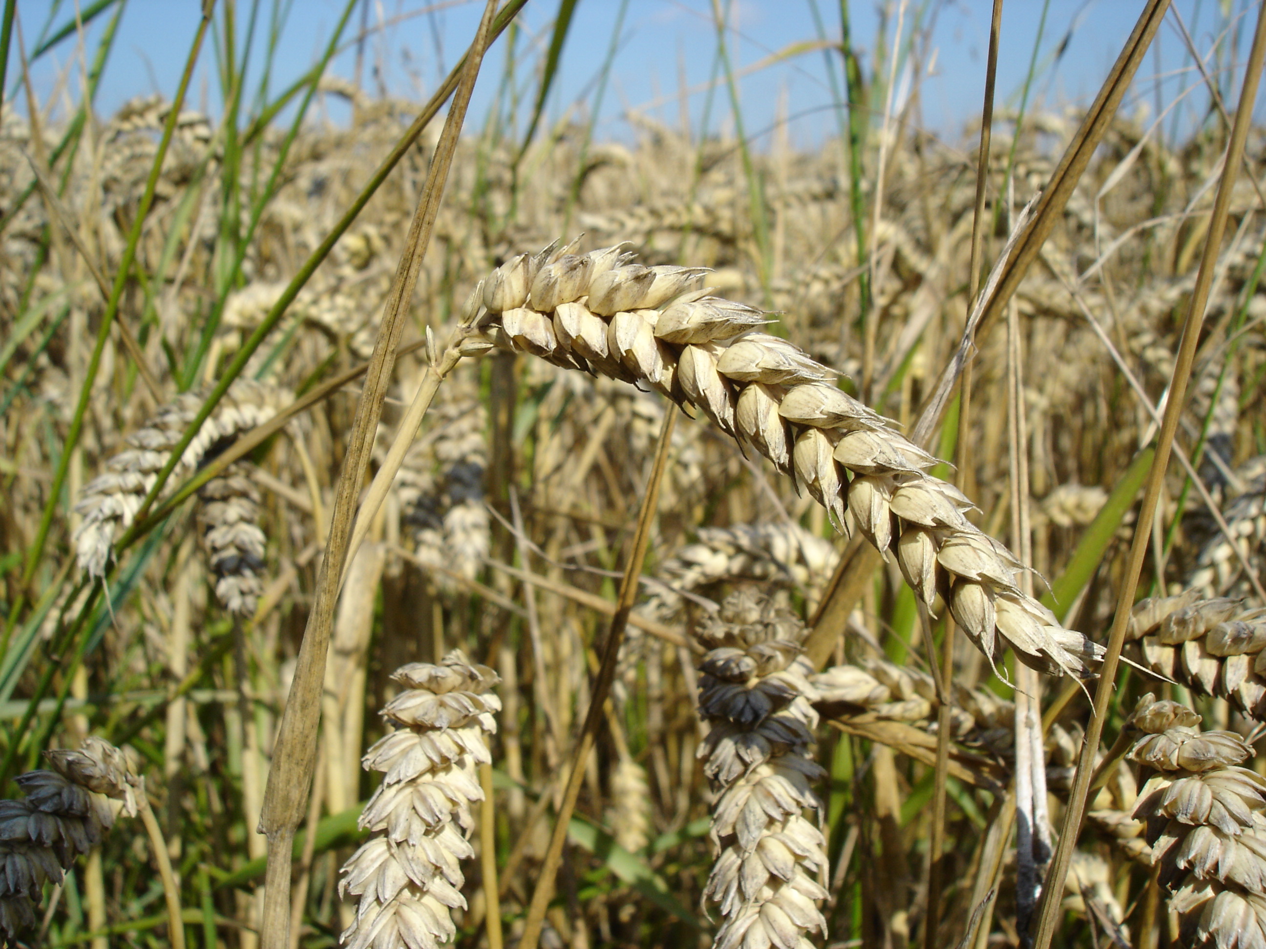 Wheat close-up.JPG