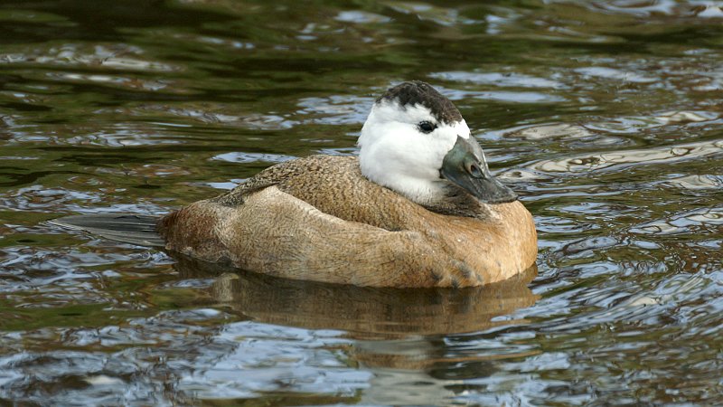 File:White-headed Duck (Oxyura leucocephala) (3).JPG