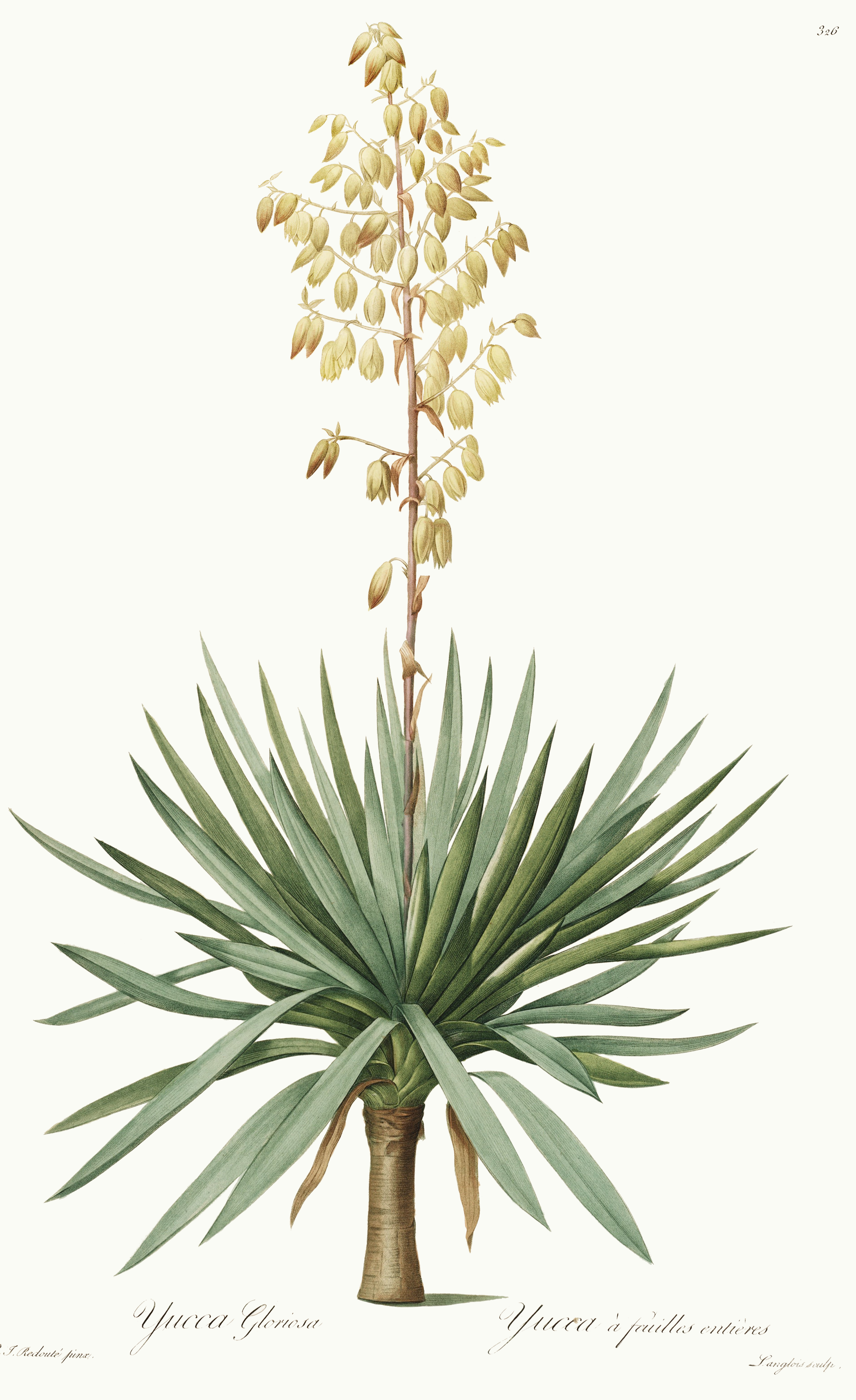 Yucca gloriosa - Les liliacées - vol. 6 - pl. 