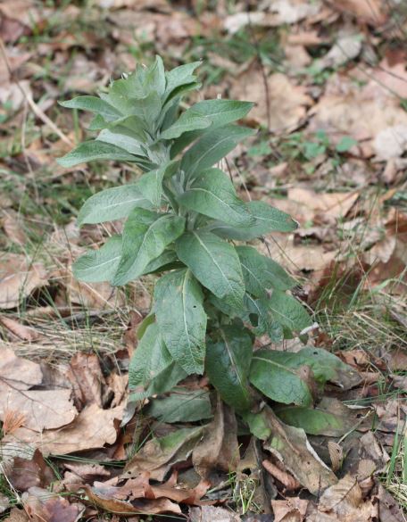 File:2018 01 13 Verbascum.jpg