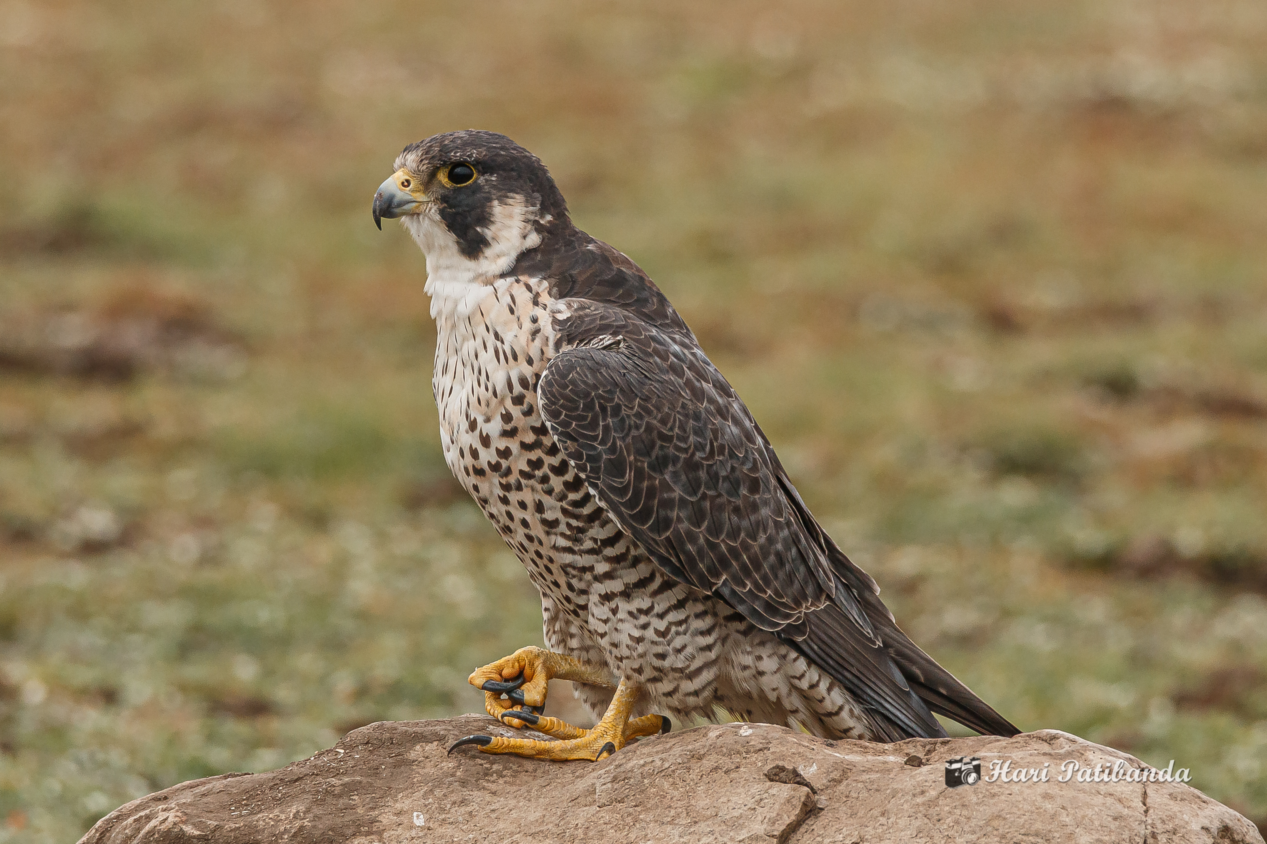 Halcon peregrino velocidad