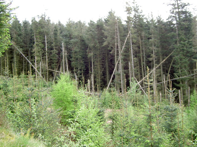 File:A game of thrown sticks - geograph.org.uk - 795579.jpg