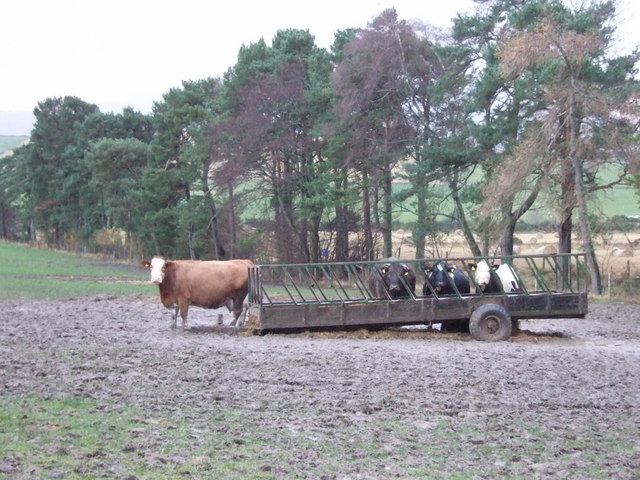 File:A mud wallow for cattle - geograph.org.uk - 626284.jpg