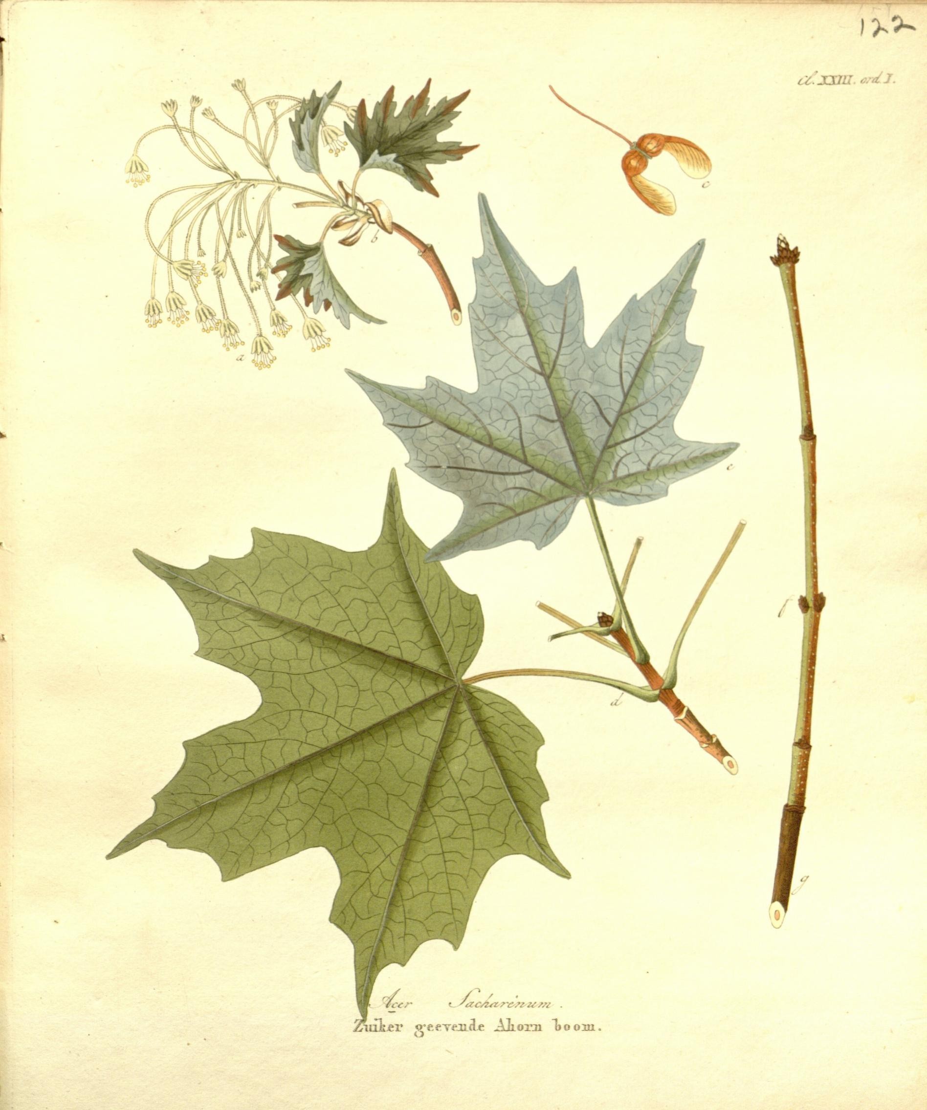 Maple Leaf Scientific illustration