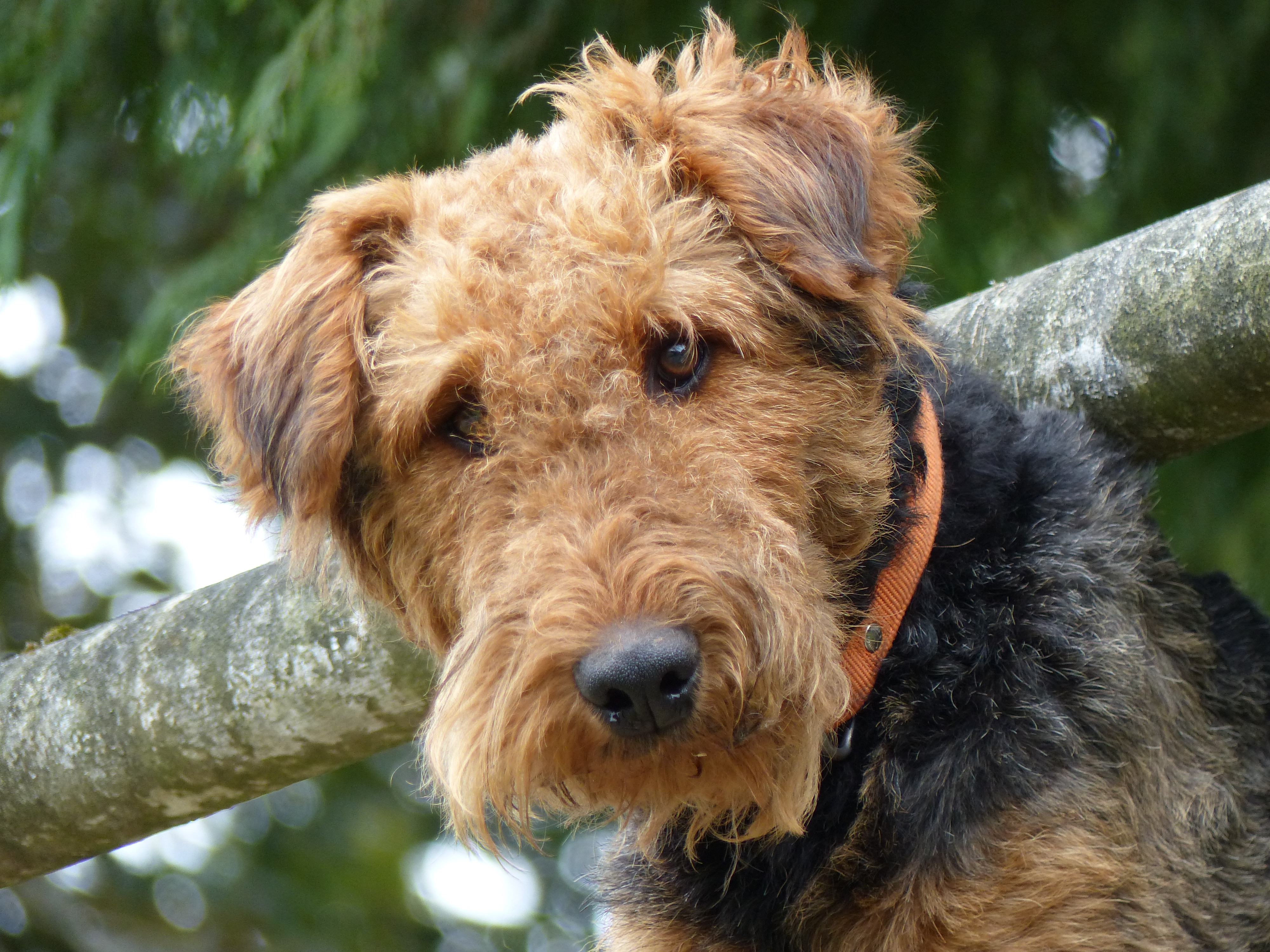 airedale