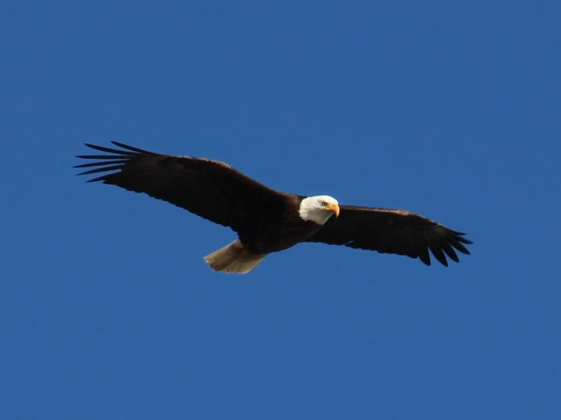 File:Bald-Eagle-9114-cropped.jpg - Wikimedia Commons