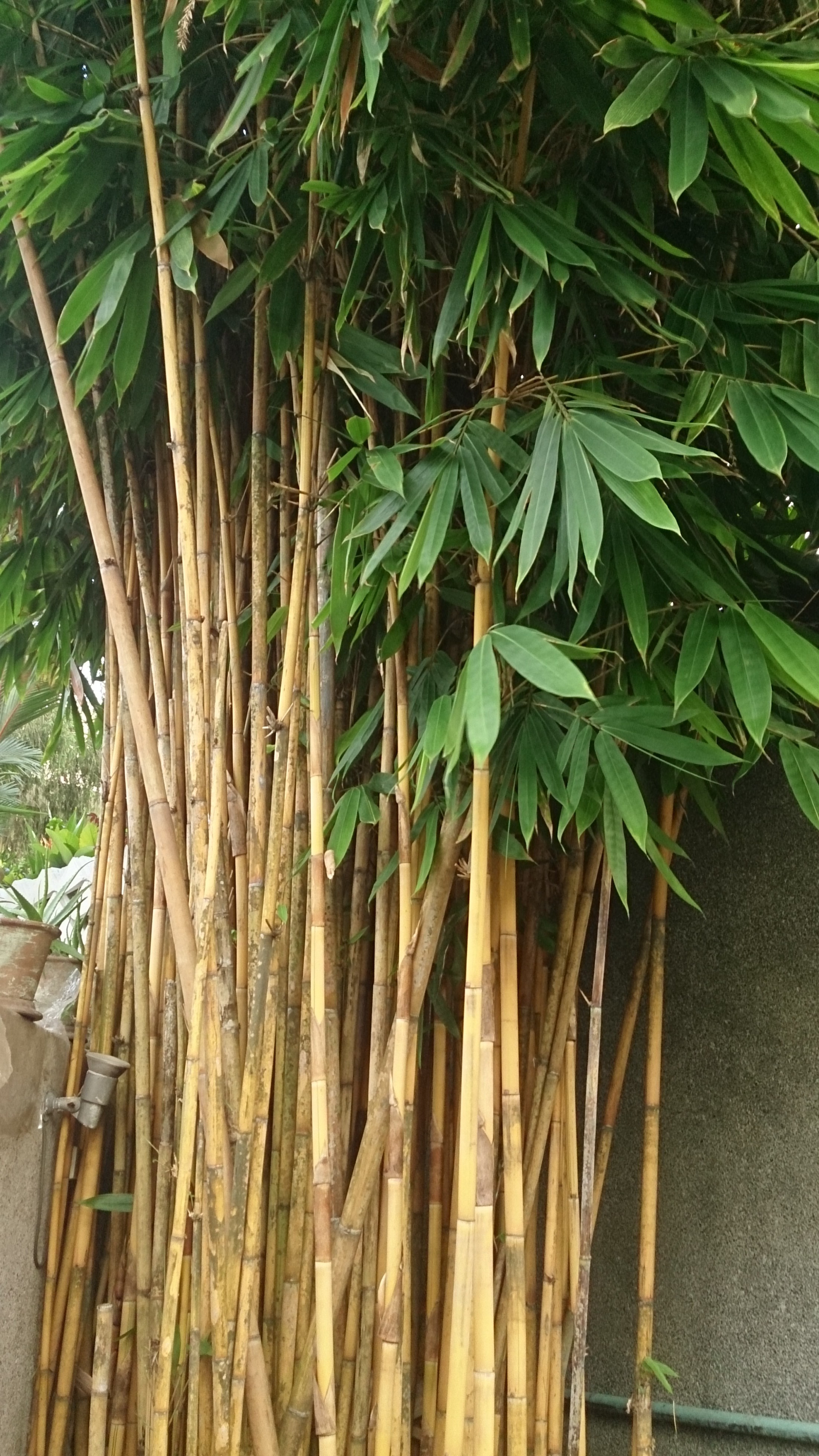 File Bamboo  tree  jpg Wikimedia Commons