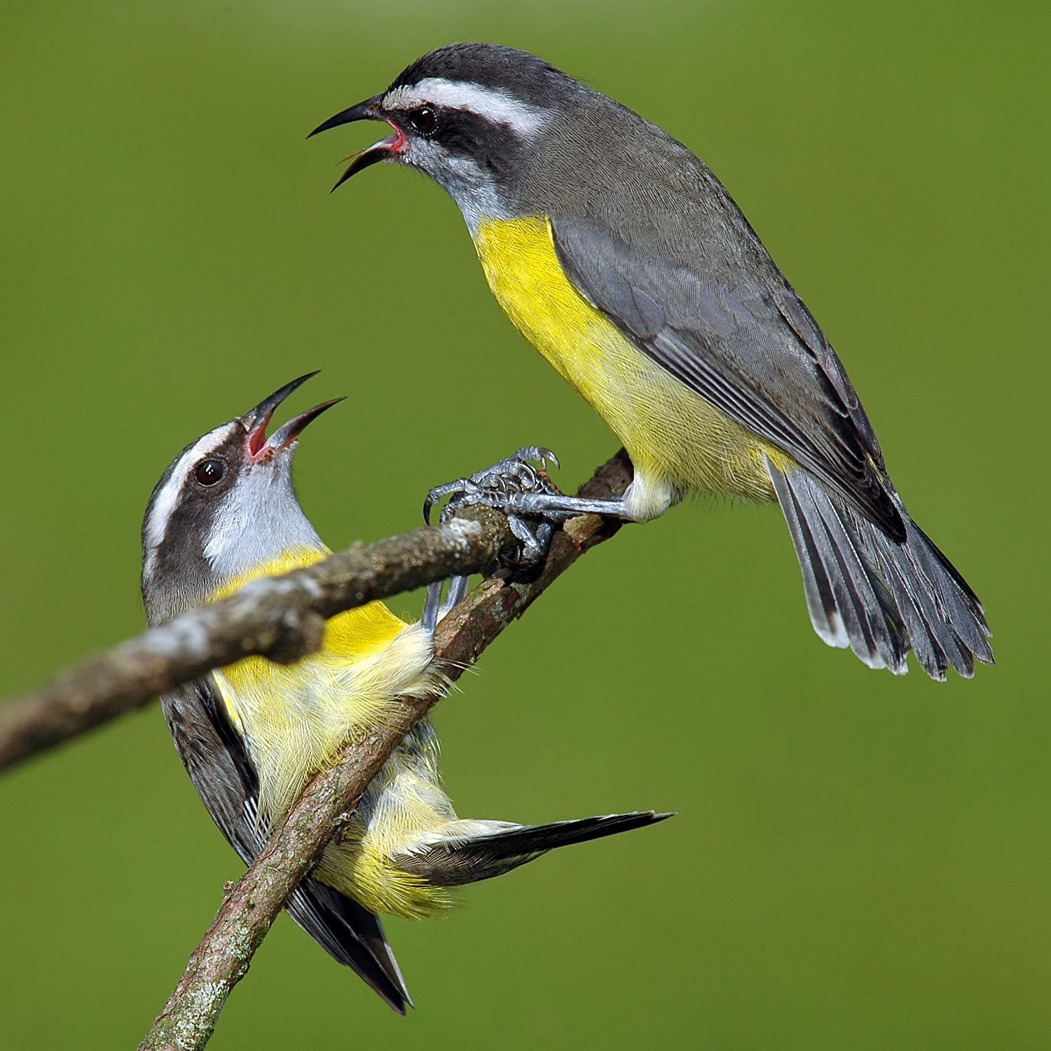 Featured image of post Passaro Amarelo E Preto Pequeno Nome Por isso quando o catarro n o uma secre o transparente e quase l quida