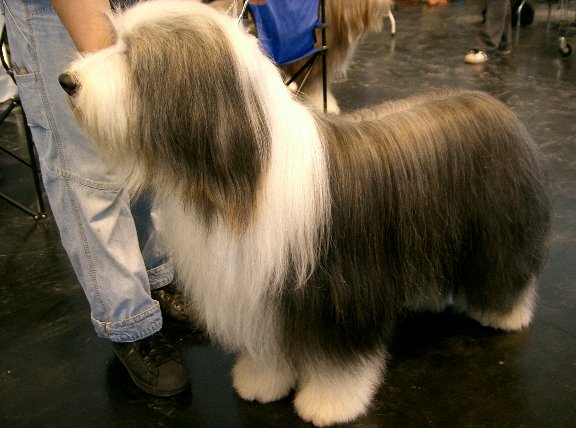 File:Bearded Collie2.jpg