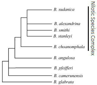 African Biomphalaria phylogenetic tree.png Biomphalaria Phylogenetic Tree.png