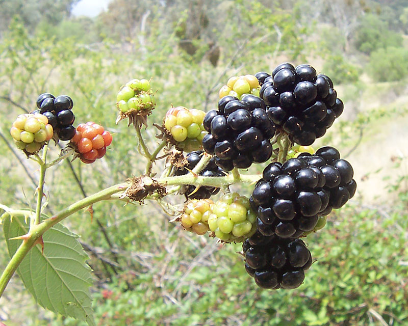 Blackberry fruits.jpg