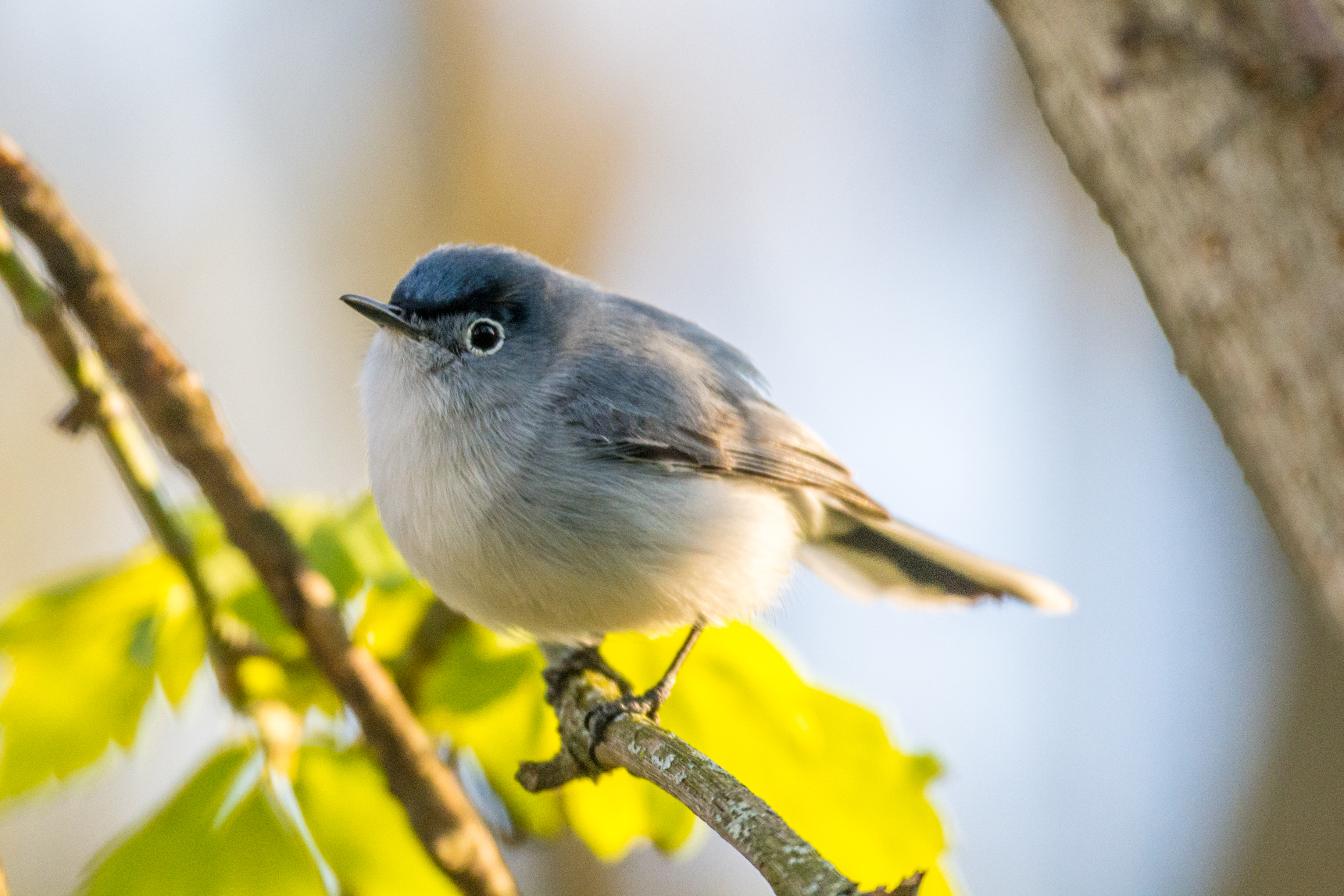 Blue-gray Gnatcatcher - Polioptila caerulea - Birds of the World