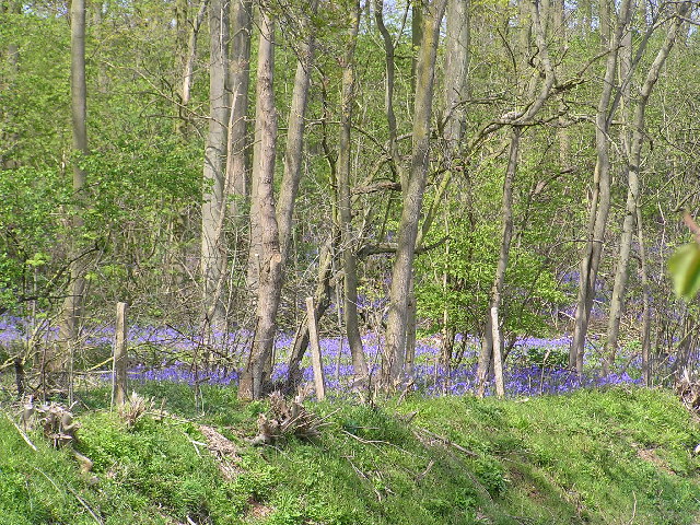 File:Bluebells in Bredicot Rough - geograph.org.uk - 6217.jpg