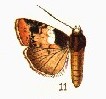 <i>Bryolymnia bicon</i> Species of moth