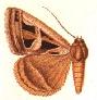 <i>Callistege intercalaris</i> Species of moth