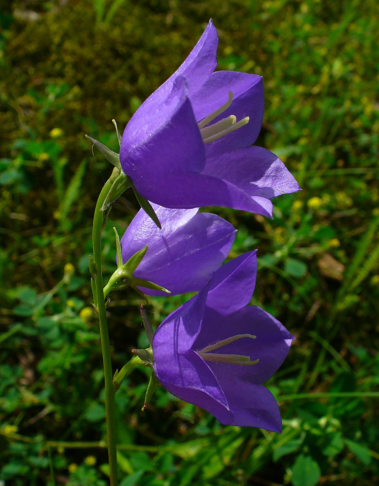 Колокольчики цветы дома. Колокольчик персиколистный (Campanula persicifolia). Колокольчик персиколистный (Campanula persicifolia `Takion Blue`). Колокольчик персиколистный (Campanula persicifolia `Takion White`). Колокольчик персиколистный (Campanula persicifolia l.).