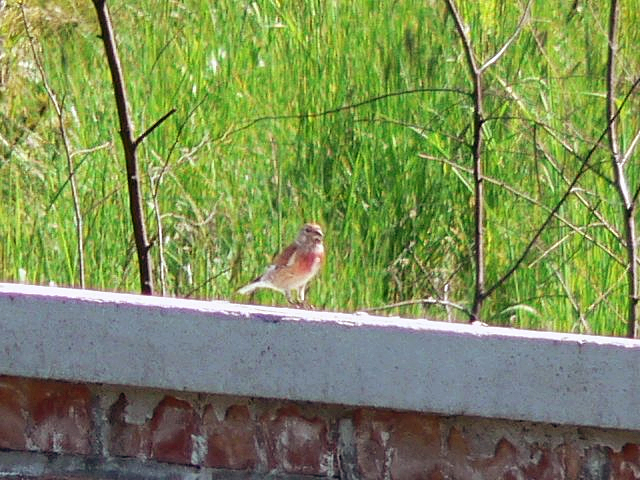 File:Carduelis cannabina.jpg